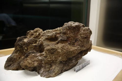 撿石者的意外驚喜 木雕刻品，價值連城的自然饋贈